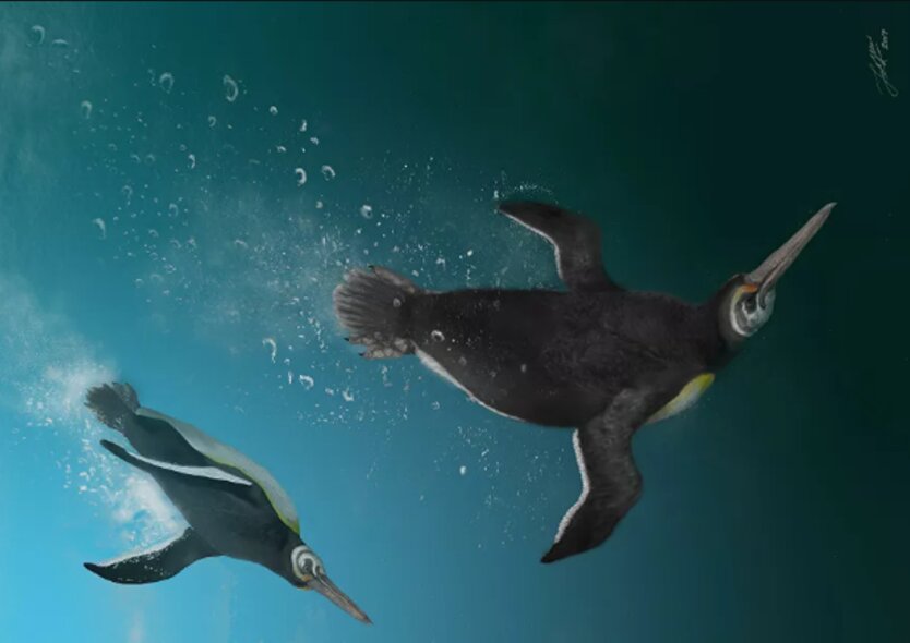 древние пингвины