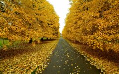 fall_08