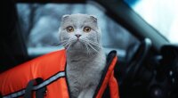 Животное в авто