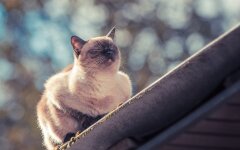 Прогноз погоды в Украине