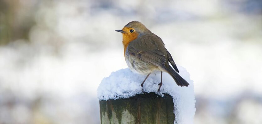 Прогноз погоди в Україні / Фото: Pexels