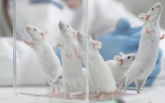 мыши исследование