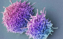 клетки ткани