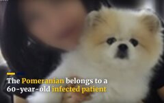 собака с коронавирусом