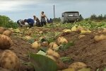 Аналитики спрогнозировали ситуацию с ценами на украинский картофель