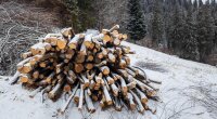 Дрова в лесу