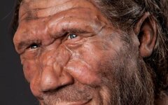 neandertalets