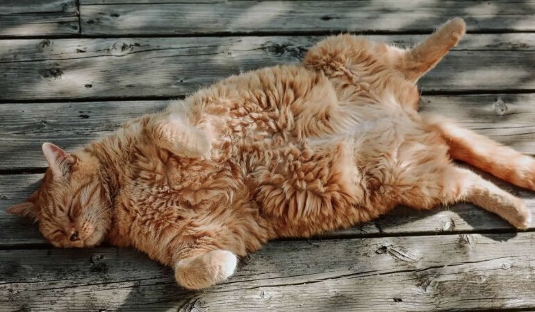 Прогноз погоды в Украине