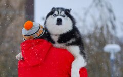 Погода в Україні