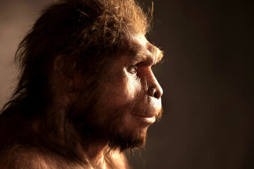 Homo erectus