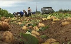 Аналитики спрогнозировали ситуацию с ценами на украинский картофель