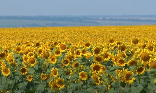 Подсолнечник, подсолнечное масло