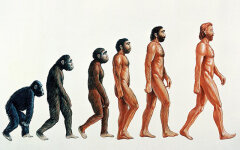 homo