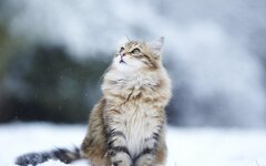 Прогноз погоди в Україні