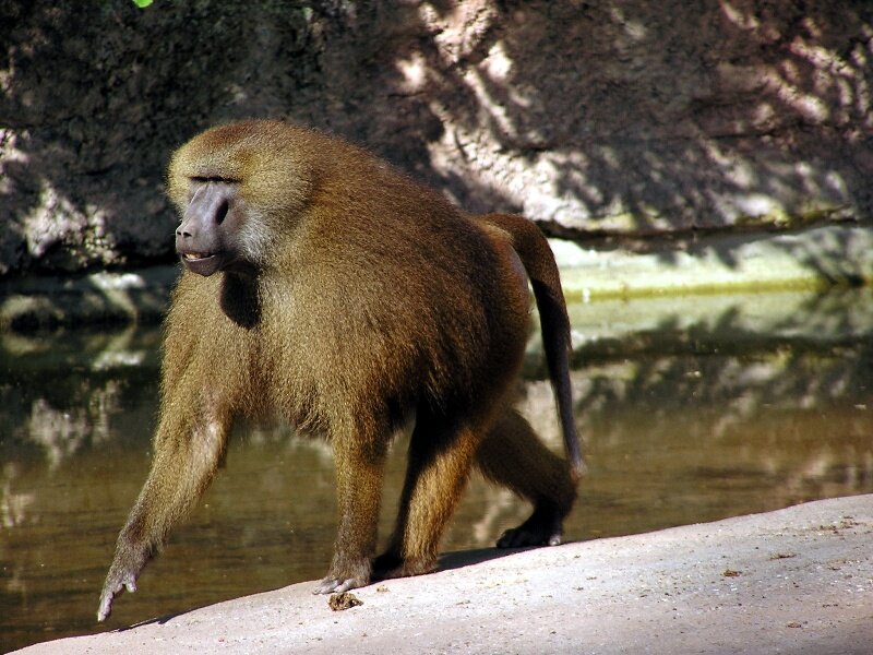 Ученые обнаружили говорящих обезьян