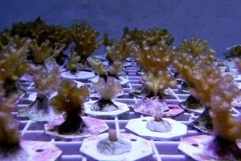 коралы