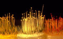 гонки слизняков