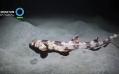 walking-sharks