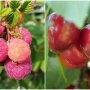 В Украине аномально упали цены на летние ягоды: сколько стоят