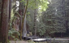 богемская роща, природа