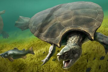 Stupendemys geographicus, древняя черепаха