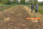 Урожай в Украине, прогноз, аграрии