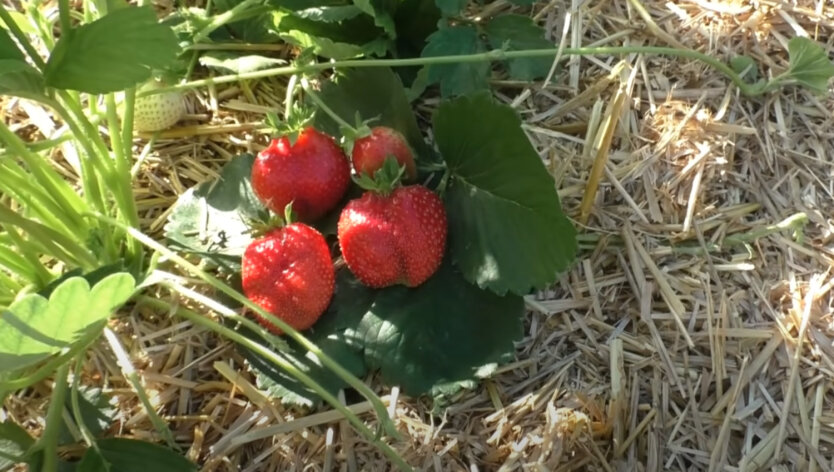 Можно ли найти на прилавках ягоды от украинских фермеров