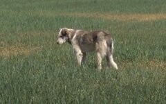 На Одесчине покончил с собой потерявший урожай фермер