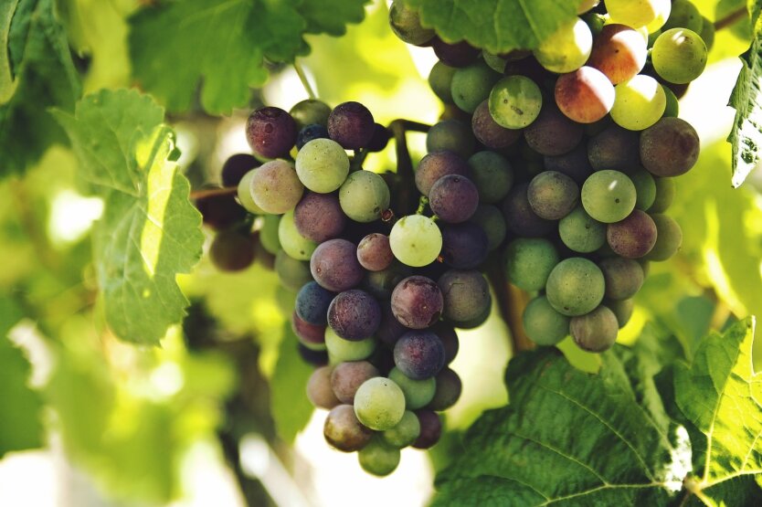 Ціни на виноград / Фото: Pixabay