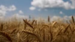 Запасы зерна в Украине, вторжение России в Украину, посевная кампания