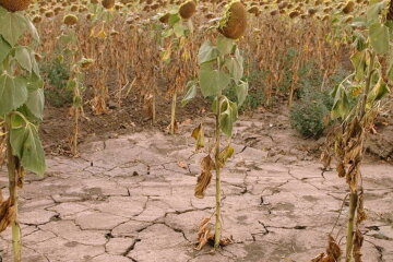 Засуха в Украине, погода летом в Украине, климат в Украине