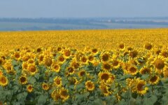 Подсолнечник, подсолнечное масло