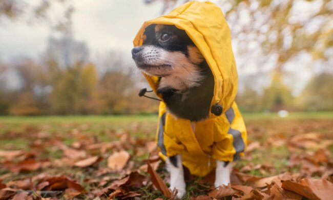 Погода в Україні