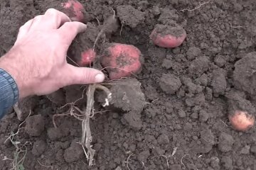 Картофель в Украине, дефицит картофеля, эксперты