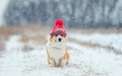 Прогноз погоды в Украине