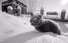 морозы кот зима холод