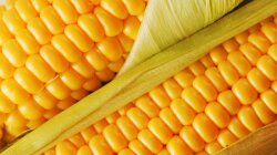 Украинскую кукурузу активно покупают в ЮАР