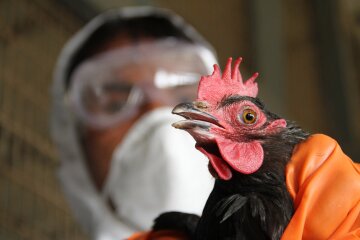 курица птичий грипп