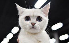 котенок_