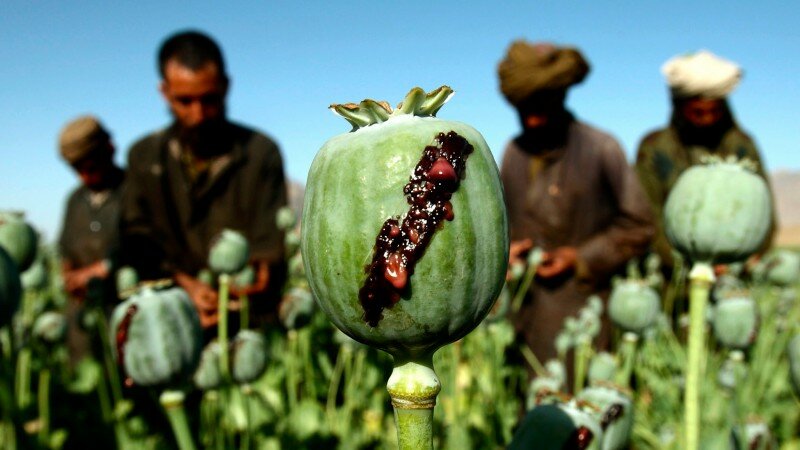 афганистан опиум мак
