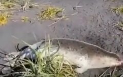 Экологическая катастрофа на Камчатке