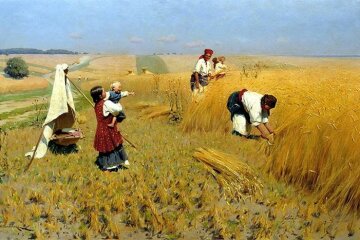 zhniva-v-ukrayini жнива жито