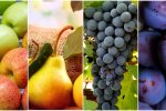 Цены на фрукты, яблоки, груши, виноград, сливы