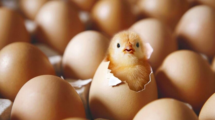 Україна заборонила імпорт польських яєць та птиці