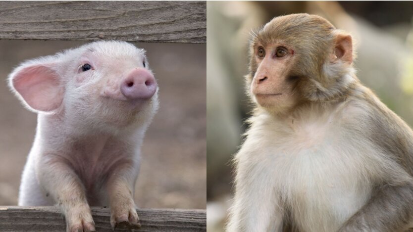 Картинки по запросу в китае свинья и обезьяна