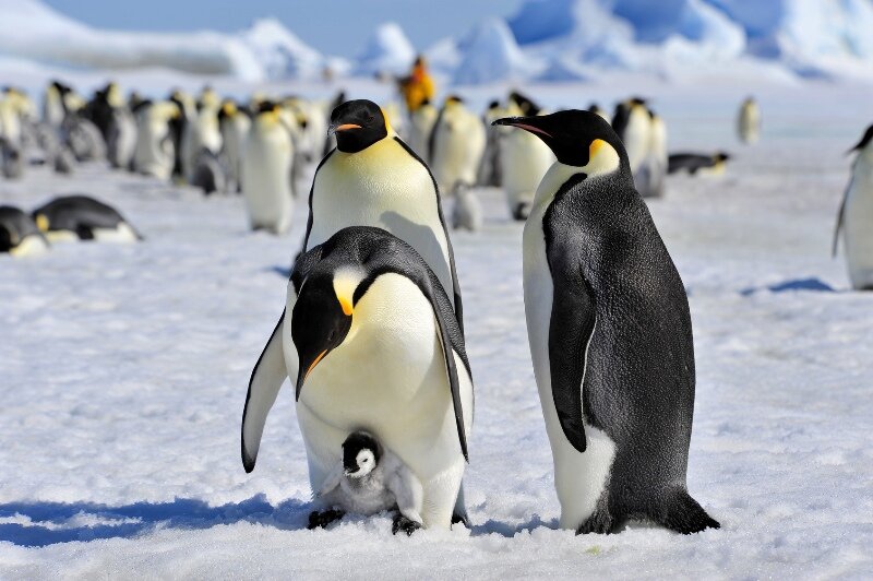 Антарктика пингвины