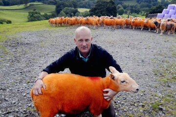 оранжевая овца