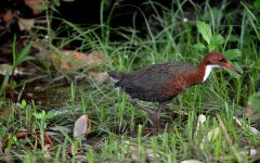 Râle de Cuvier Dryolimnas cuvieri White-throated Rail