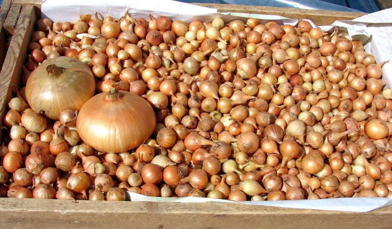 Ціни на цибулю