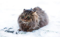 Прогноз погоди в Україні